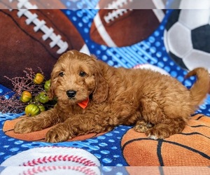 Goldendoodle (Miniature) Puppy for sale in LINCOLN UNIVERSITY, PA, USA
