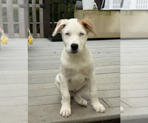 Medium Photo #1 Great Pyrenees-Unknown Mix Puppy For Sale in Brewster, NY, USA