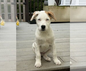 Great Pyrenees-Unknown Mix Dogs for adoption in Brewster, NY, USA
