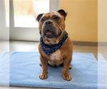 Small #1 Bulldog