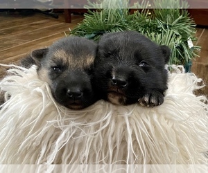 Alaskan Husky-German Shepherd Dog Mix Puppy for sale in TACOMA, WA, USA