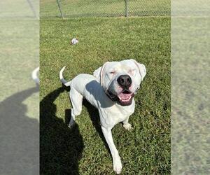 American Bulldog Dogs for adoption in Forestville, MD, USA