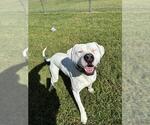 BOE - Male American Bulldog Dog for Adoption - Small photo