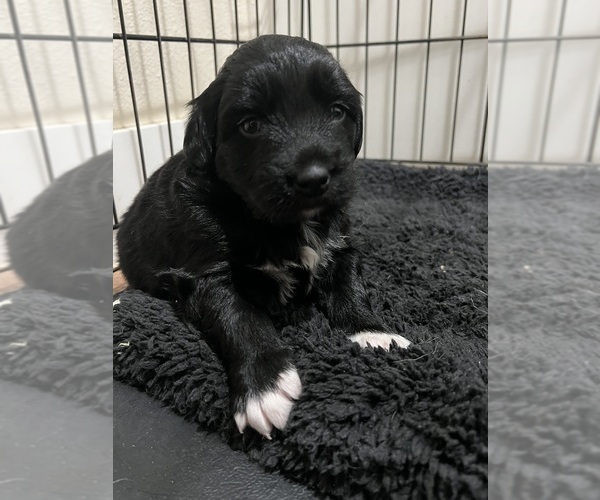 Medium Photo #2 Border Collie-Border Terrier Mix Puppy For Sale in LINCOLN, TX, USA
