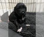 Small #1 Border Collie-Border Terrier Mix