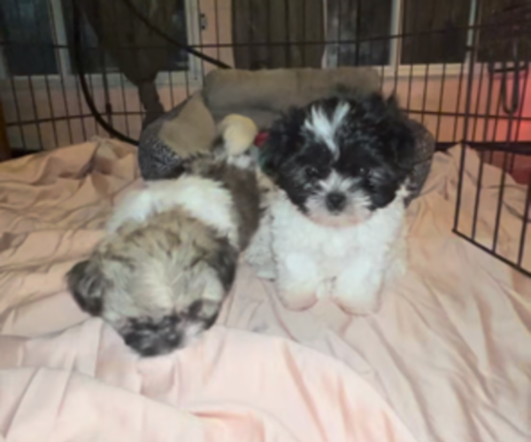 Medium Photo #2 Shih Tzu Puppy For Sale in ROGERSVILLE, AL, USA