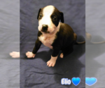 Small #10 American Staffordshire Terrier Mix