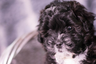 Shih-Poo Puppy for sale in KENT, OH, USA