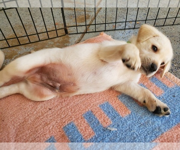 Medium Photo #18 Labrador Retriever Puppy For Sale in WATERFORD, WI, USA