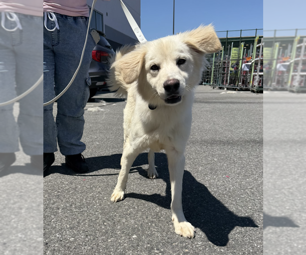 Medium Photo #1 Golden Retriever-Retriever  Mix Puppy For Sale in Brooklyn, NY, USA