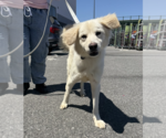 Small Golden Retriever-Retriever  Mix