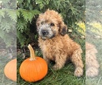 Small #1 Poodle (Miniature)-Whoodle Mix