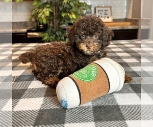 Poodle (Miniature) Puppy for sale in GREENWOOD, IN, USA