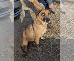 Small Photo #6 German Shepherd Dog-Unknown Mix Puppy For Sale in McCormick, SC, USA