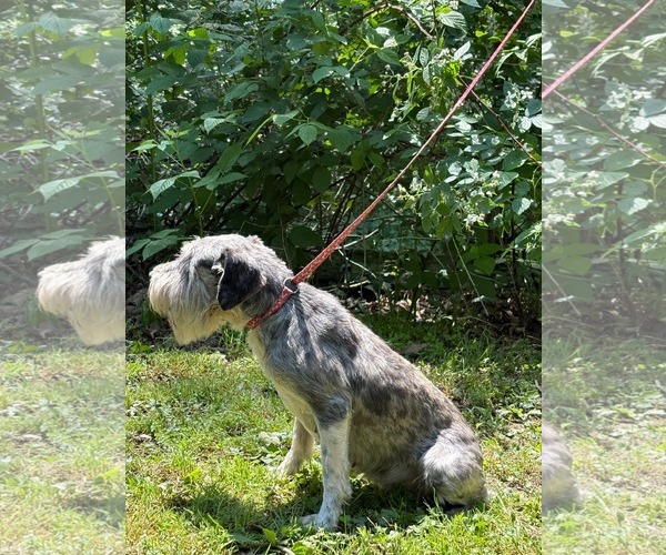 Medium Photo #7 Mutt Puppy For Sale in HOPKINSVILLE/PRINCETON, KY, NH, USA