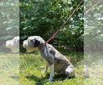 Small #6 Mutt