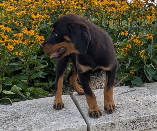 Medium Photo #41 Rottweiler Puppy For Sale in GOSHEN, IN, USA