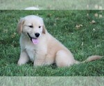 Small Photo #9 Golden Retriever Puppy For Sale in JONES, MI, USA