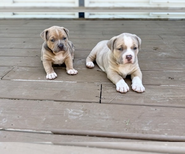 Medium Photo #1 American Bully Puppy For Sale in CEDAR RAPIDS, IA, USA