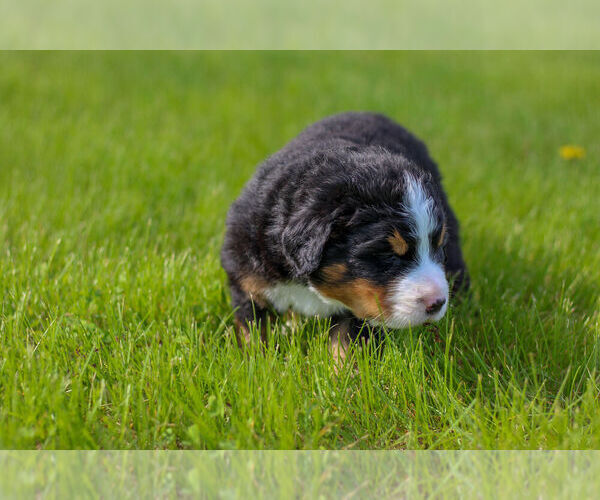 Medium Photo #11 Bernese Mountain Dog Puppy For Sale in AMANA, IA, USA