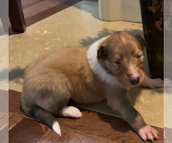 Medium Photo #2 Collie Puppy For Sale in BROADWAY, VA, USA