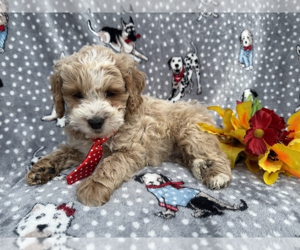 Medium Photo #7 Cock-A-Poo Puppy For Sale in LAKELAND, FL, USA