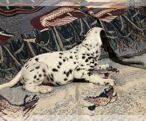 Dalmatian Puppy for sale in MONROE, IN, USA