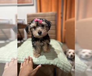 Yorkshire Terrier Puppy for sale in HALLANDALE BEACH, FL, USA