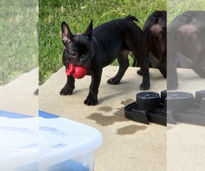 French Bulldog Puppy for sale in INDIANAPOLIS, IN, USA