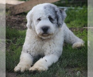 Father of the Old English Sheepdog puppies born on 11/28/2022