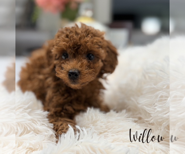 Medium Photo #1 Poodle (Miniature) Puppy For Sale in ADDISON, IL, USA