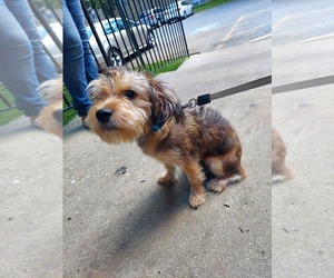 YorkiePoo Puppy for sale in WINDSOR MILL, MD, USA