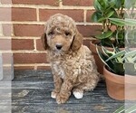 Small #3 Goldendoodle (Miniature)