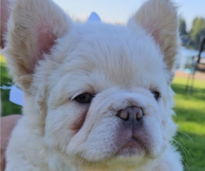 French Bulldog Puppy for sale in LACEY, WA, USA