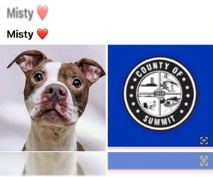 American Pit Bull Terrier-Unknown Mix Dogs for adoption in Akron, OH, USA