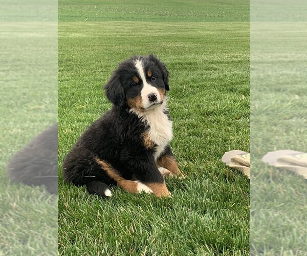 Medium Photo #4 Bernese Mountain Dog Puppy For Sale in BROWNSTOWN, IN, USA