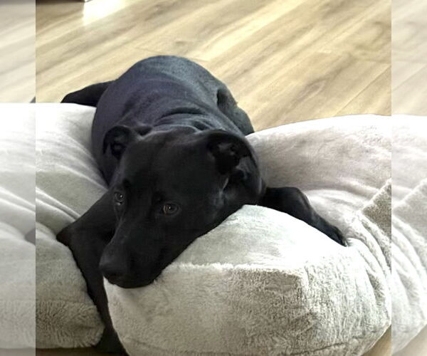 Medium Photo #2 American Pit Bull Terrier-Siberian Husky Mix Puppy For Sale in Tampa, FL, USA