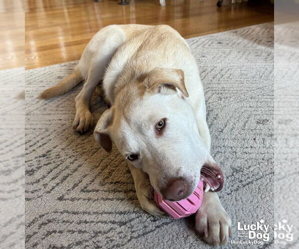 Medium Photo #4 Labrador Retriever-Retriever  Mix Puppy For Sale in Washington, DC, USA
