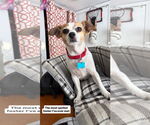 Small #3 Chihuahua Mix