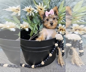 Yorkshire Terrier Puppy for sale in INDIANAPOLIS, IN, USA