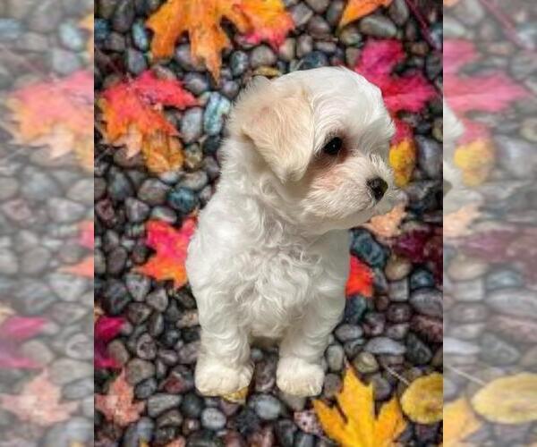 Medium Photo #10 Maltese Puppy For Sale in FORT WORTH, TX, USA