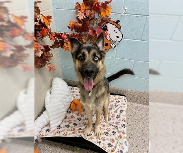 Medium Photo #1 German Shepherd Dog-Siberian Husky Mix Puppy For Sale in Brighton, CO, USA