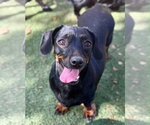 Small #4 Chiweenie