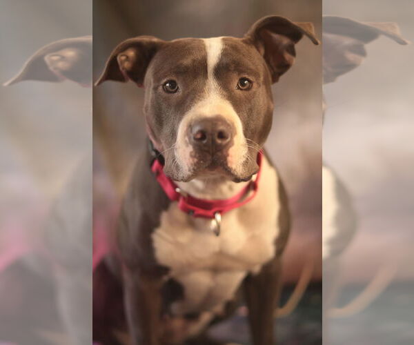 Medium Photo #6 Mutt Puppy For Sale in Philadelphia, PA, USA