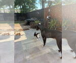 Small Photo #6 Great Dane Puppy For Sale in Bullard, TX, USA
