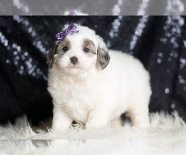 Medium Photo #3 Goldendoodle (Miniature) Puppy For Sale in WARSAW, IN, USA