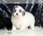 Small #2 Goldendoodle (Miniature)
