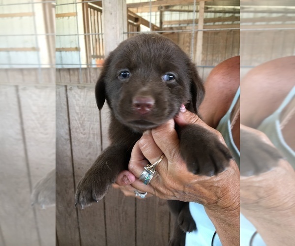 Medium Photo #12 Labrador Retriever Puppy For Sale in BANDERA, TX, USA