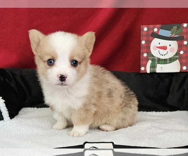Medium Photo #6 Pembroke Welsh Corgi Puppy For Sale in CLARK, MO, USA