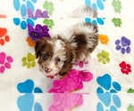 Small #1 Cockapoo (Toy)-Poodle (Toy) Mix